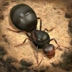 تحميل لعبة The Ants مهكرة للاندرويد